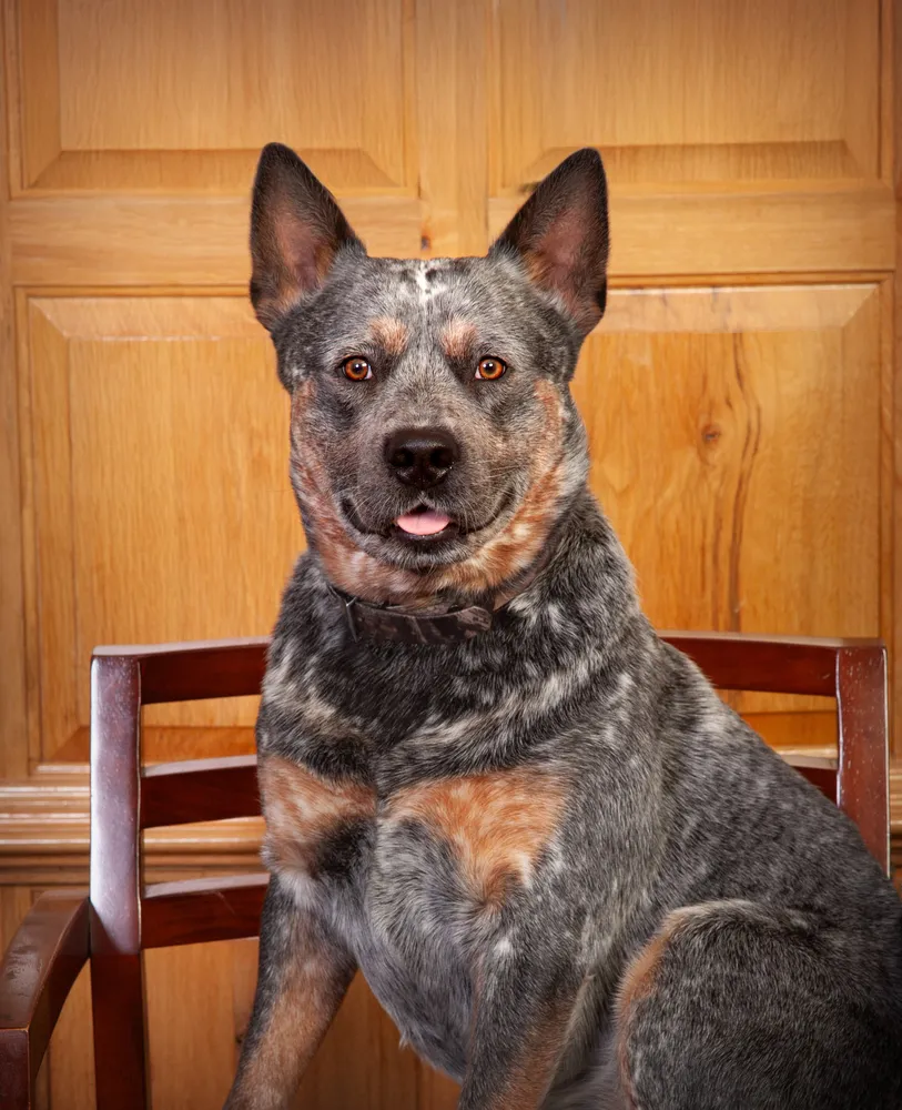 Zek, Dr. Bailey's Australian Cattle Dog service dog